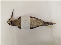 山鷸藏品圖，第2張